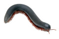 Mardonius parilis parilis Cameroon adult